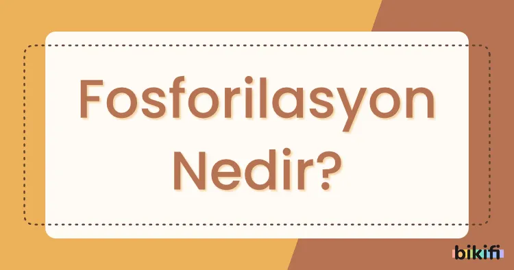 Fosforilasyon Nedir?