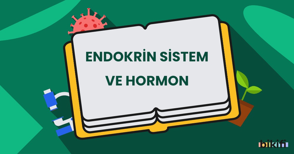 Endokrin Sistemi ve Hormon