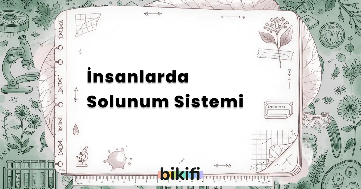 İnsanlarda Solunum Sistemi