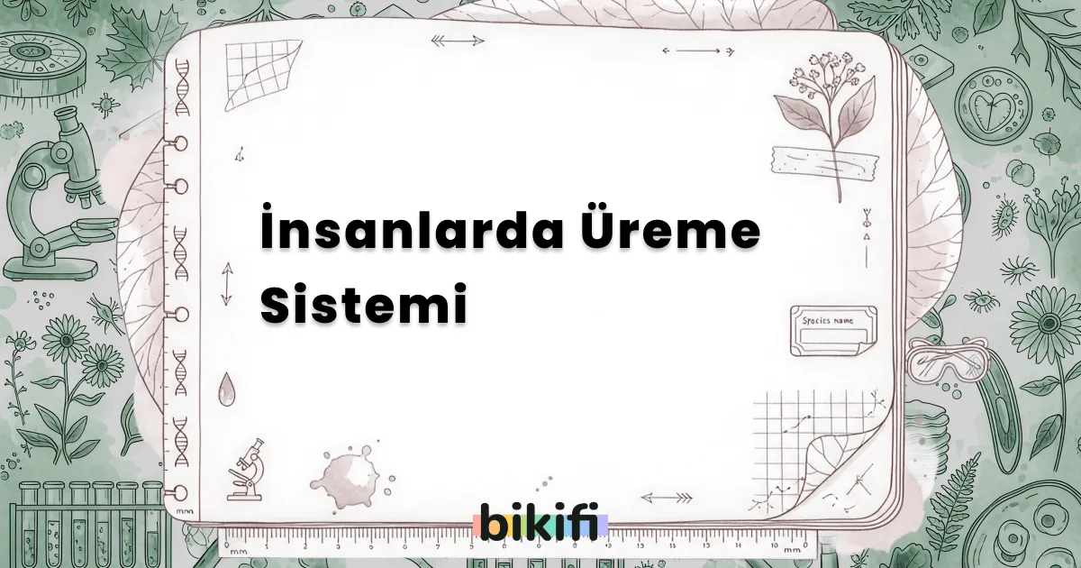 İnsanlarda Üreme Sistemi
