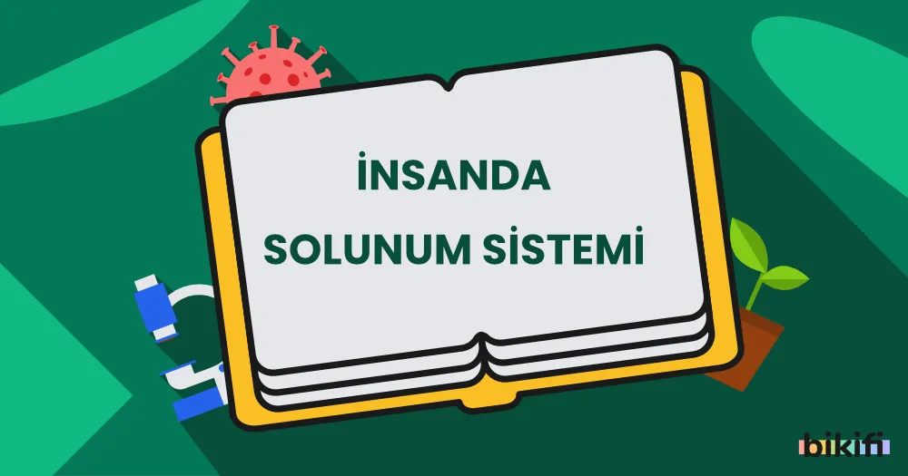 İnsanlarda Solunum Sistemi