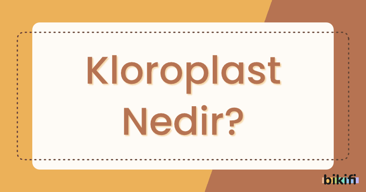 Kloroplast Nedir?