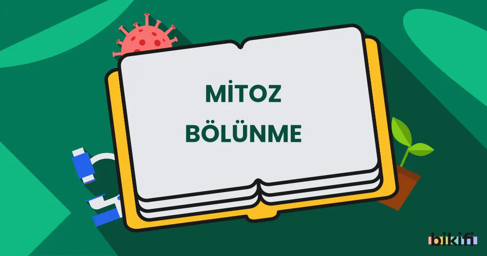 Mitoz Bölünme ve Hücre Döngüsü