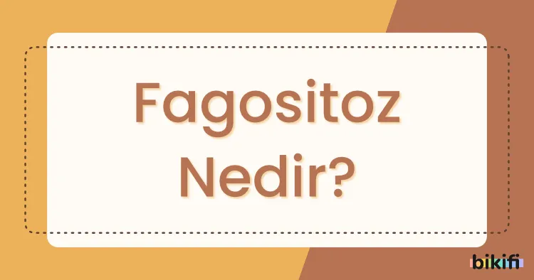 Fagositoz Nedir?