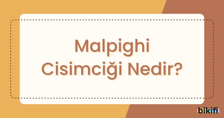 Malpighi Cisimciği Nedir?