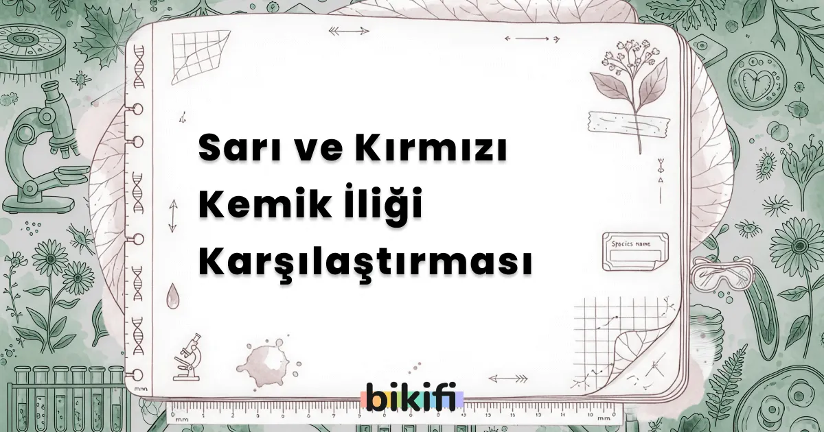 Sarı ve Kırmızı Kemik İliği Karşılaştırması