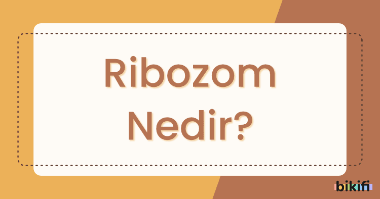 Ribozom Nedir?