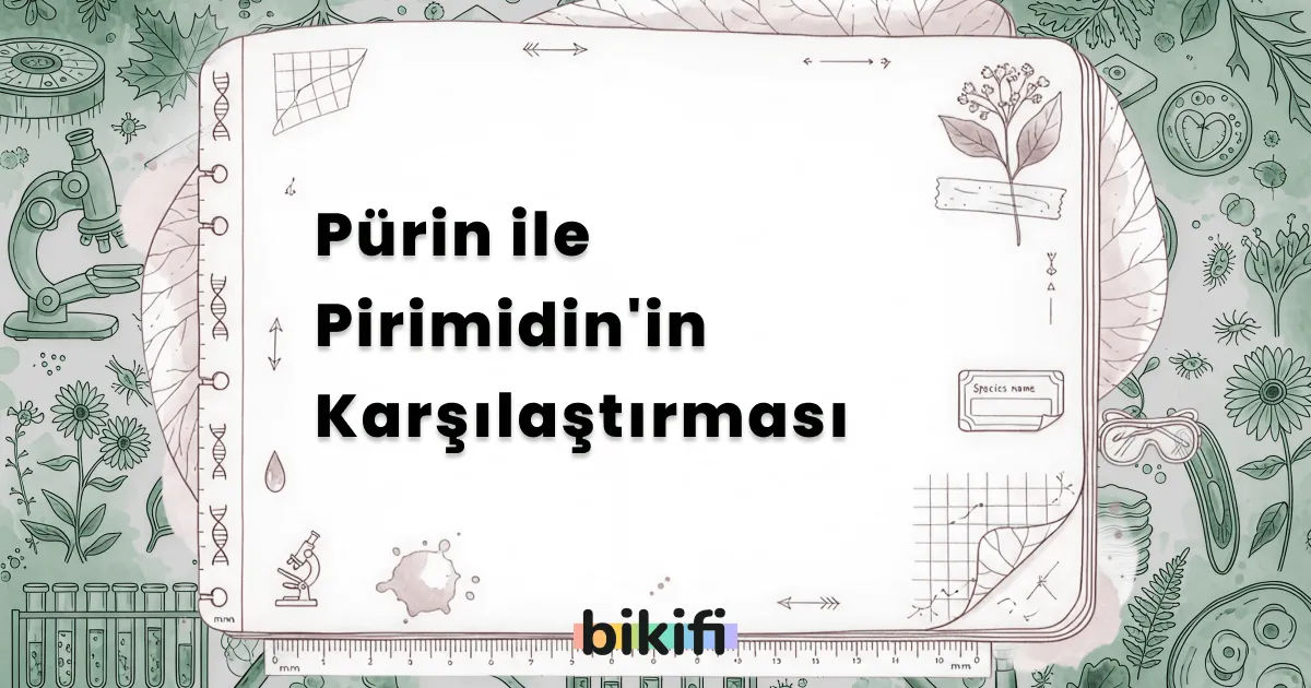 Pürin ile Pirimidin’in Karşılaştırması