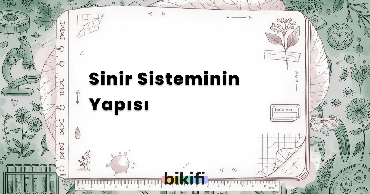Sinir Sisteminin Yapısı