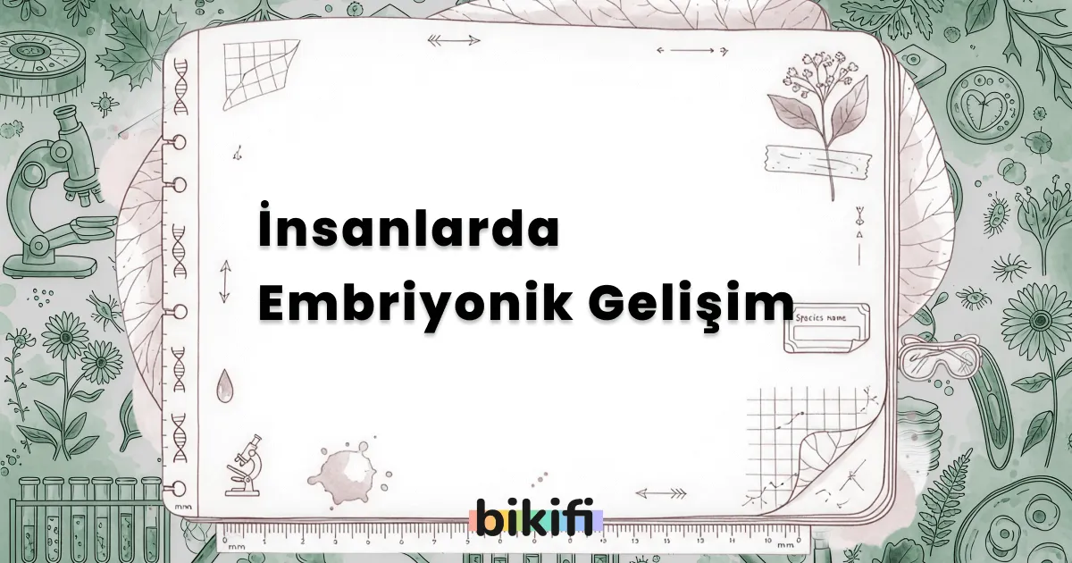 İnsanlarda Embriyonik Gelişim