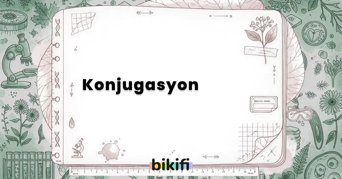 Konjugasyon