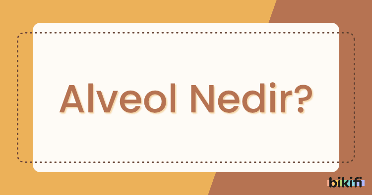 Alveol Nedir?